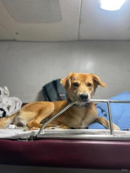 How to Book Travel for Pets via Indian Railways